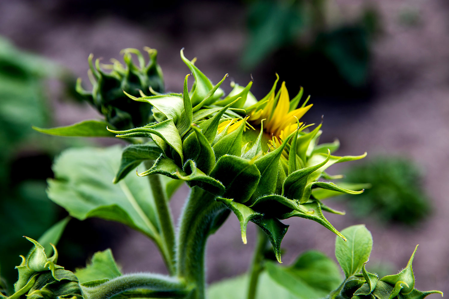 Kansas City Sunflowers / for the love of nike