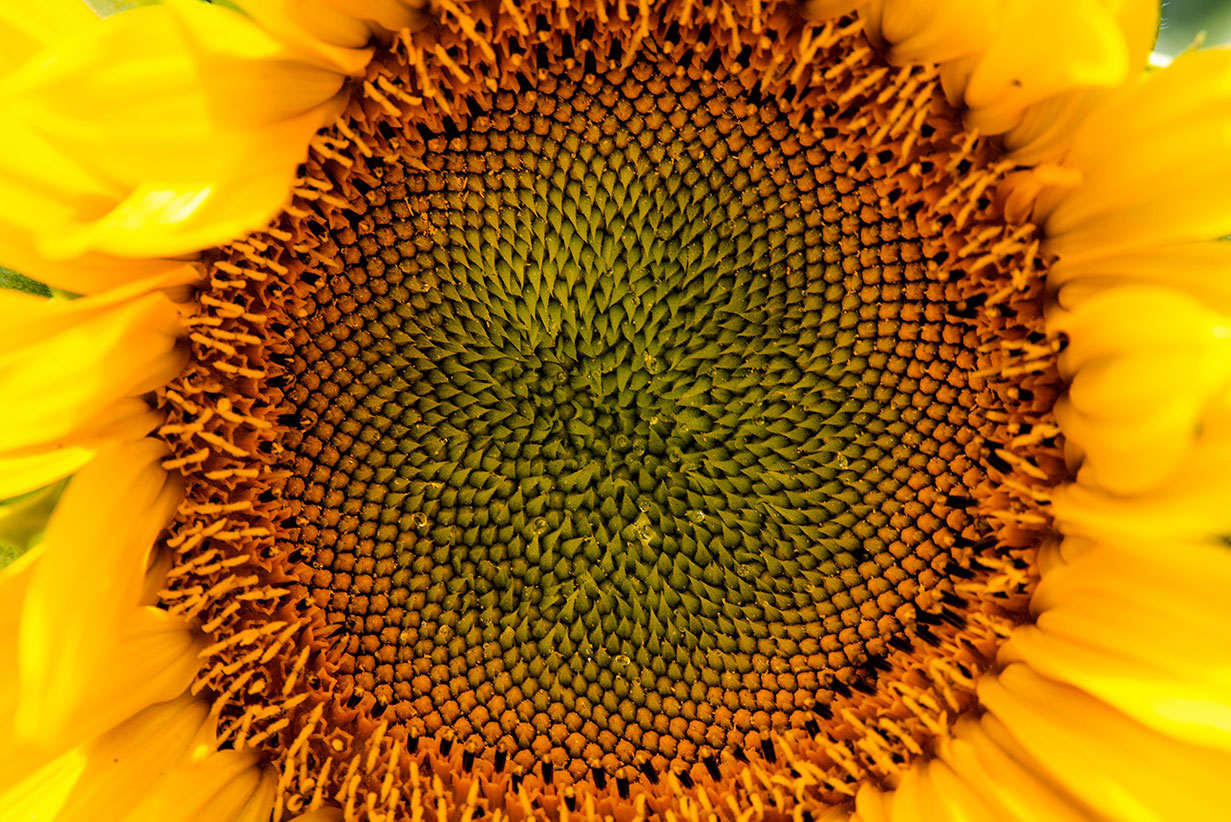 Kansas City Sunflowers / for the love of nike