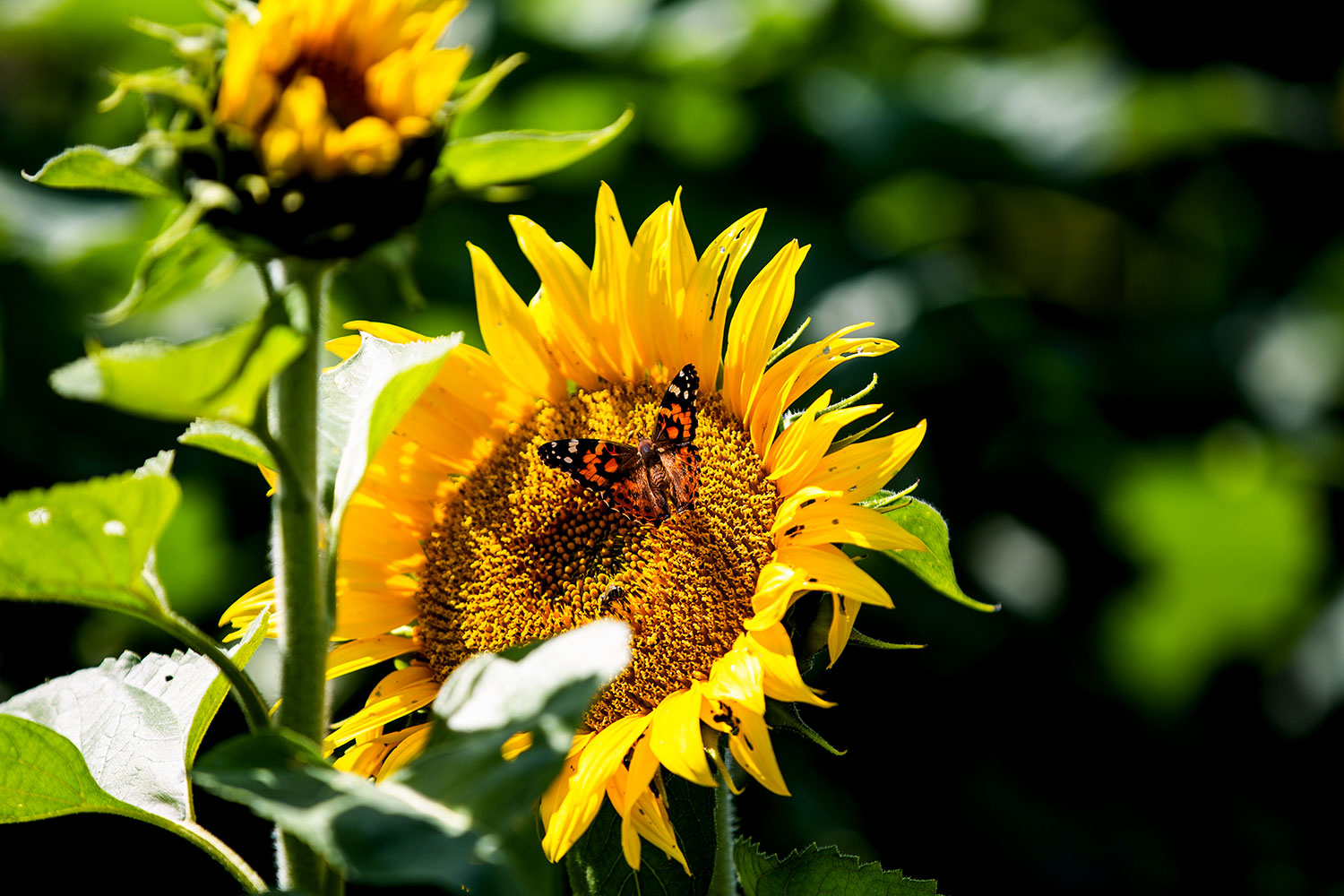 Kansas City Sunflowers / for the love of nike