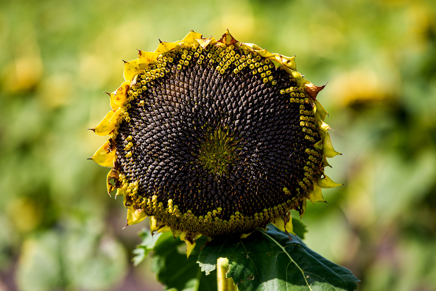 Kansas City Sunflowers / for the love of nike