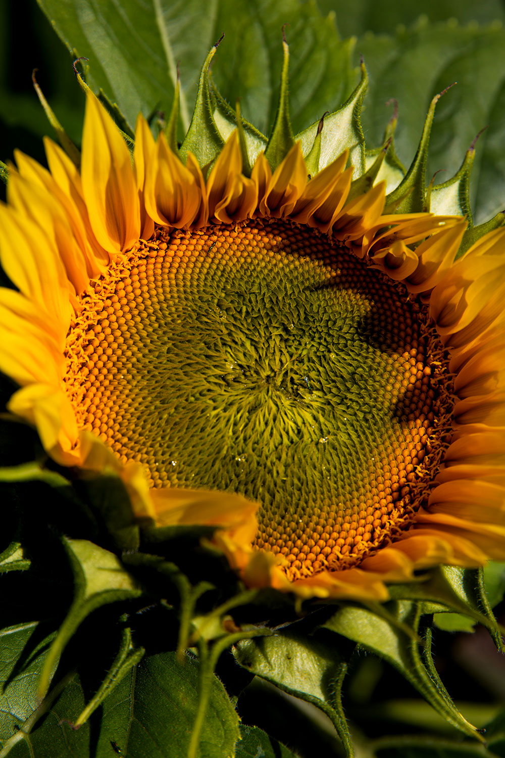 Kansas City Sunflowers / for the love of nike