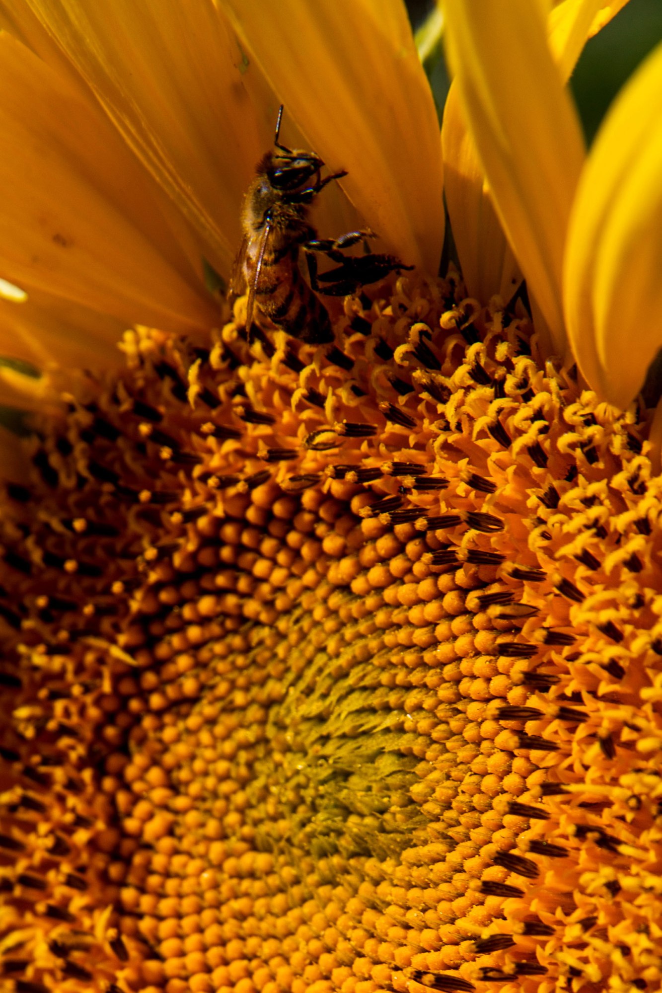 Kansas City Sunflowers / for the love of nike