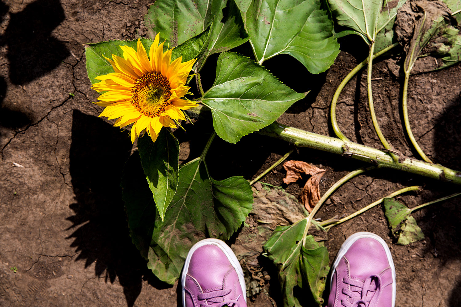 Kansas City Sunflowers / for the love of nike