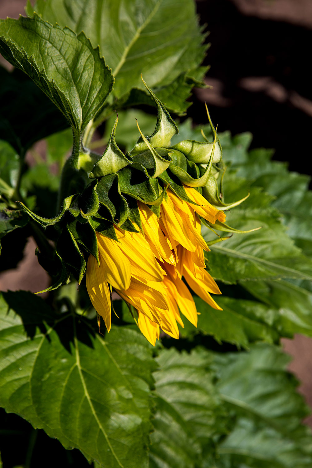 Kansas City Sunflowers / for the love of nike