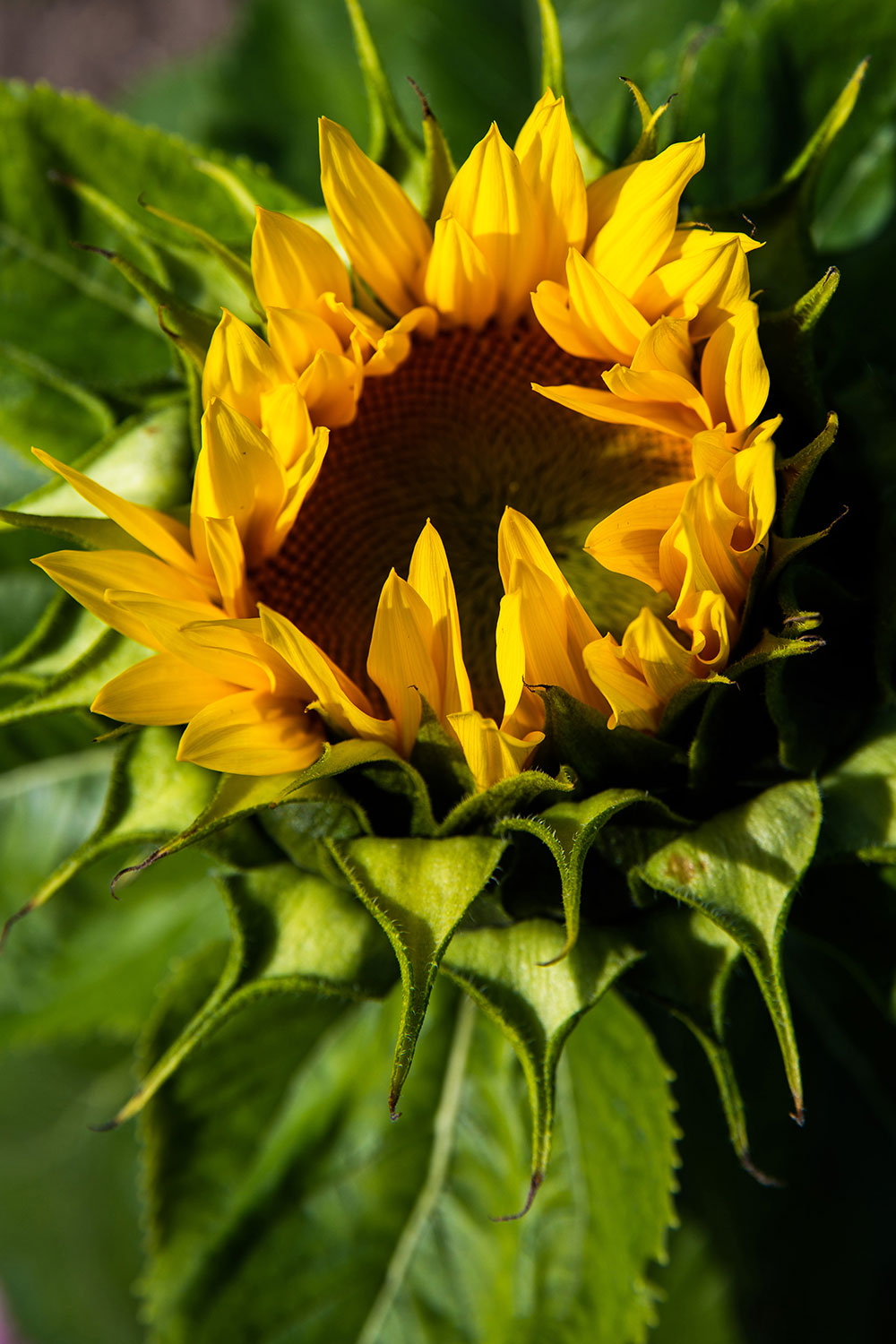 Kansas City Sunflowers / for the love of nike