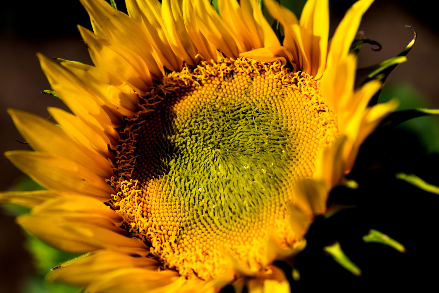 Kansas City Sunflowers / for the love of nike