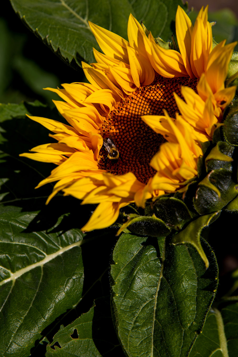 Kansas City Sunflowers / for the love of nike