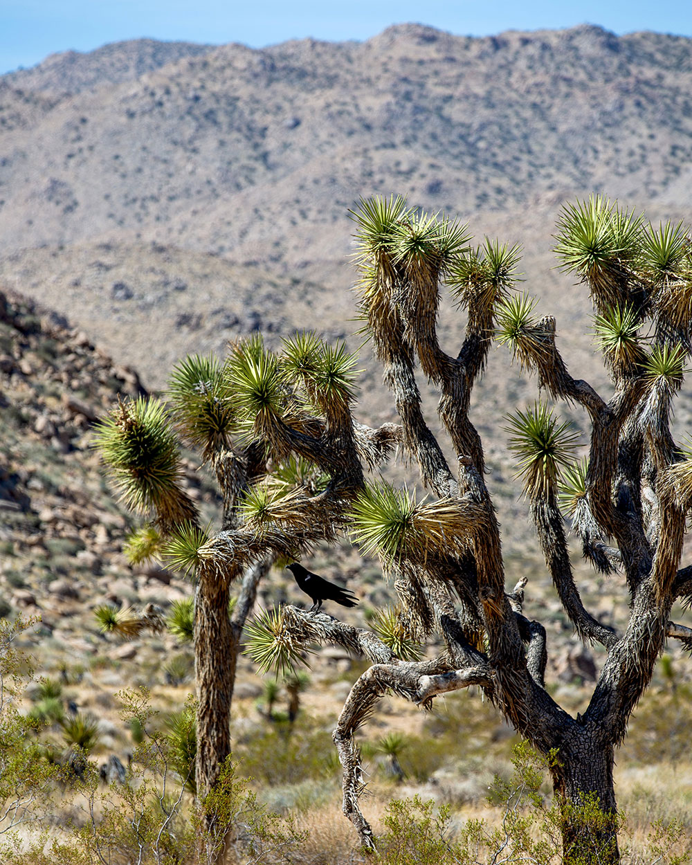 Joshua Tree / for the love of nike / Jennifer Martinez Conway