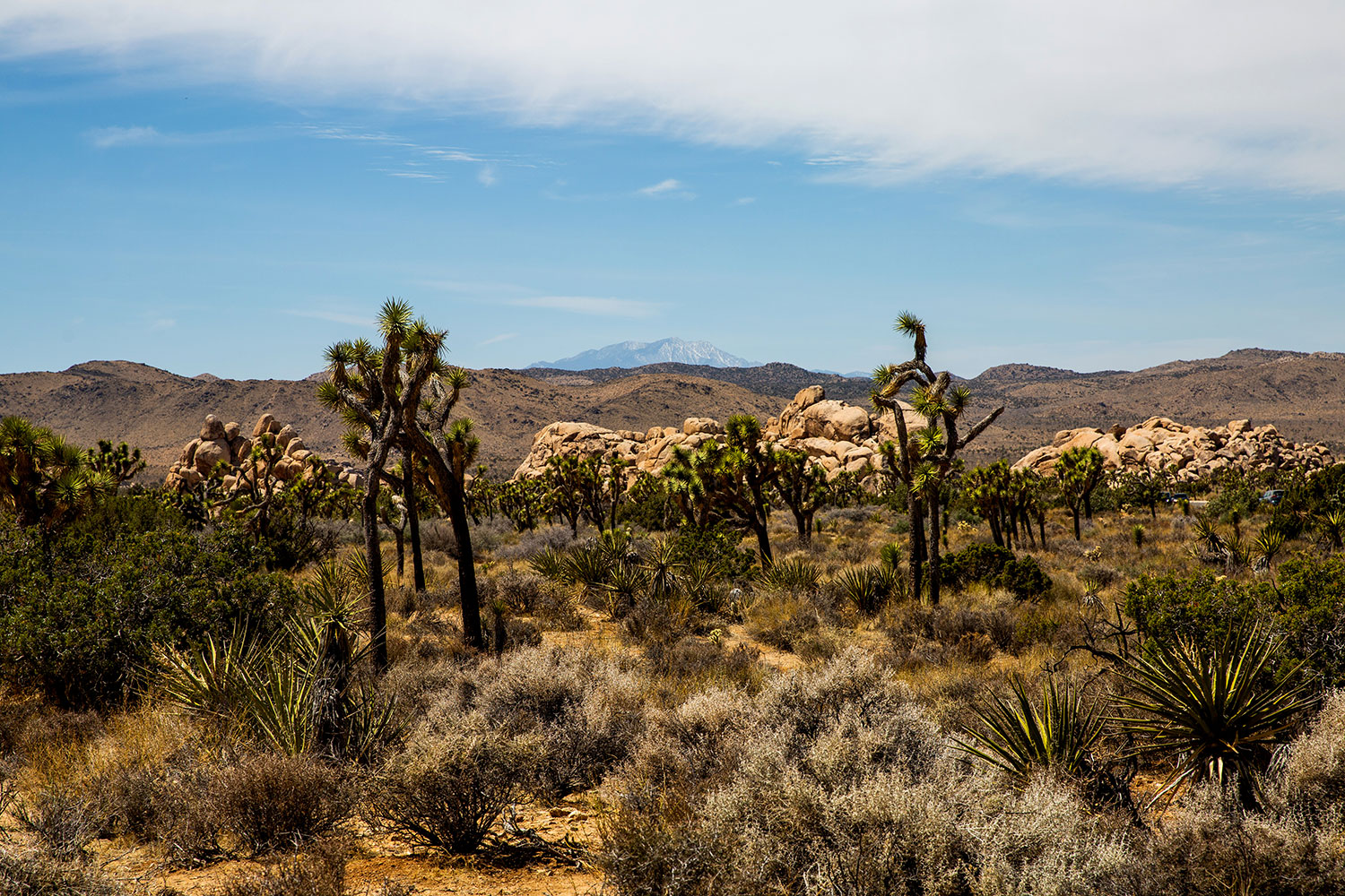 Joshua Tree / for the love of nike / Jennifer Martinez Conway