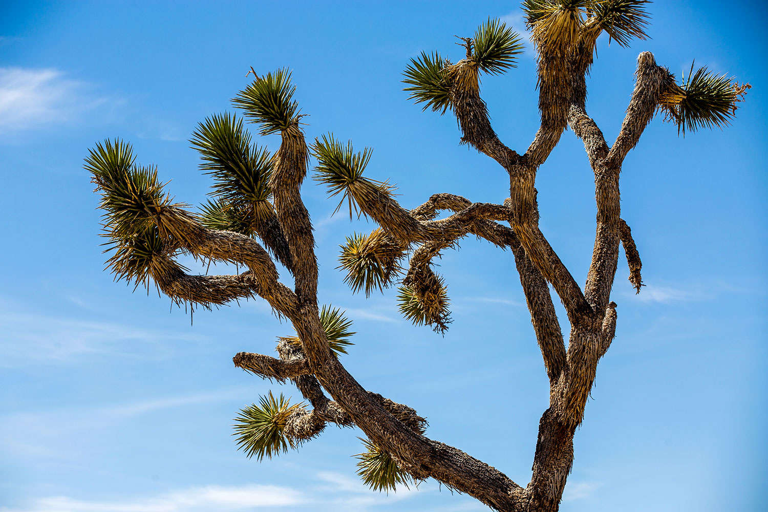 Joshua Tree / for the love of nike / Jennifer Martinez Conway