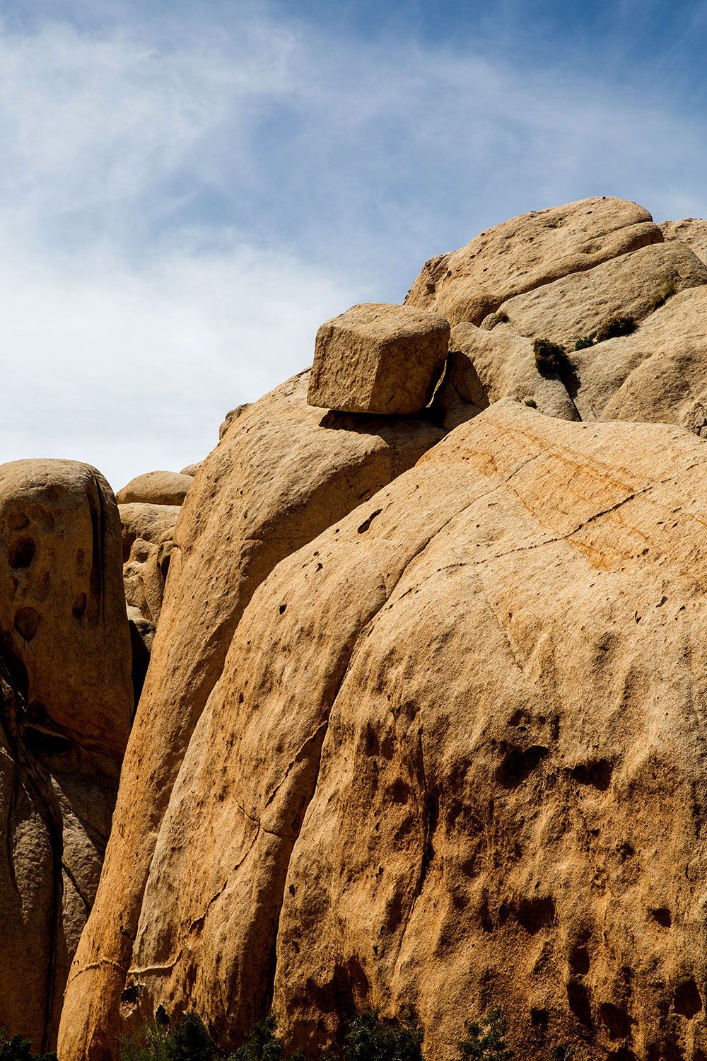 Joshua Tree / for the love of nike / Jennifer Martinez Conway