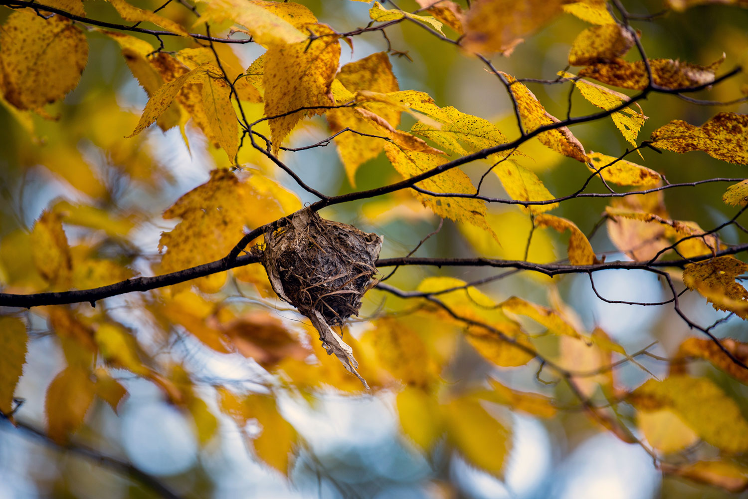 New England Road Trip / Albany, New York / for the love of nike
