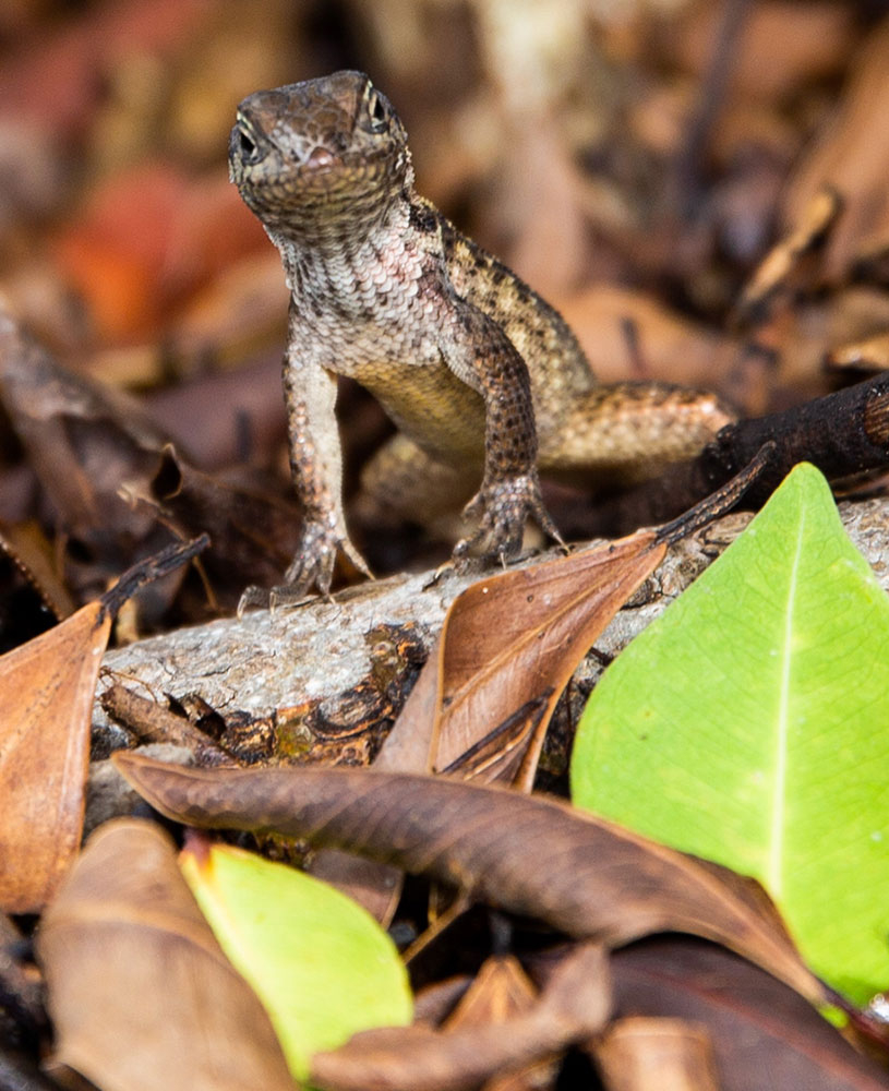 The Florida Keys / for the love of nike