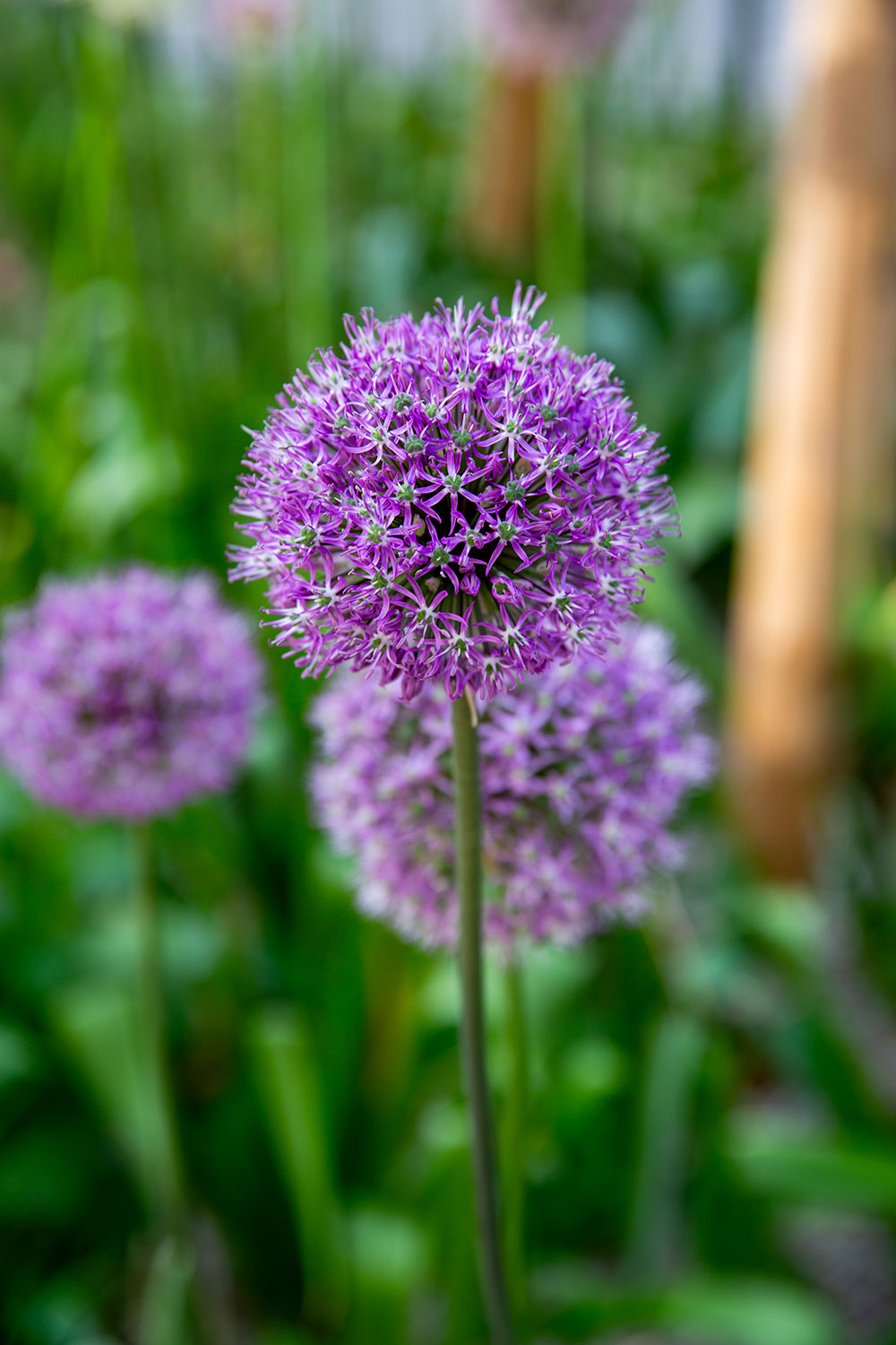 exploring Vienna / for the love of nike